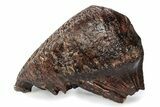 Fossil Woolly Mammoth Upper M Molar - Poland #357015-2